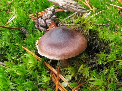 Cortinarius brunneus