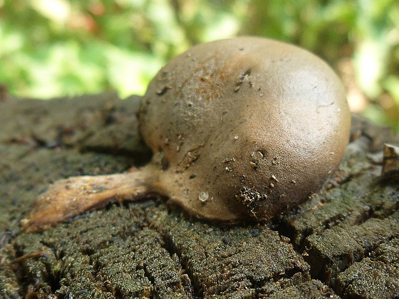 Lycogala flavofuscum АMF 20160728-06