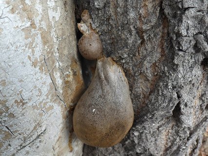 Lycogala flavofuscum АMF 20171019-07