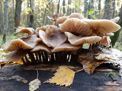 Mycena inclinata AMF 20171017-02