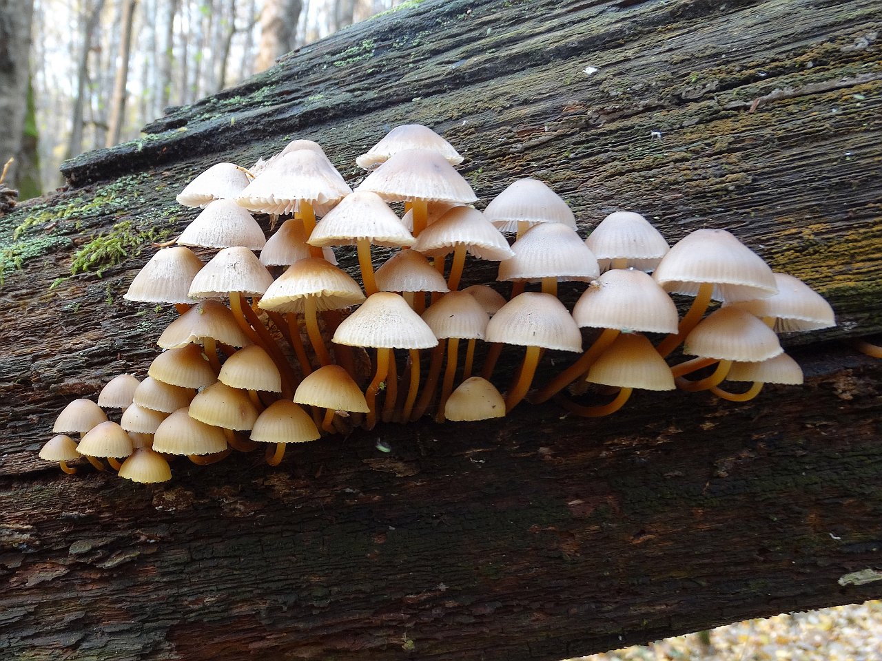 Mycena inclinata AMF 20171017-03