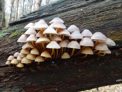 Mycena inclinata AMF 20171017-03