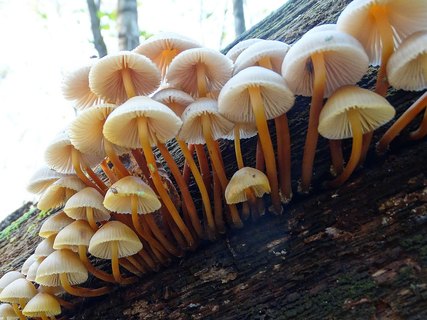Mycena inclinata AMF 20171017-04