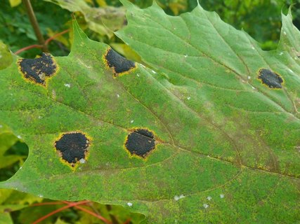 Rhytisma acerinum AMF 20171008-01