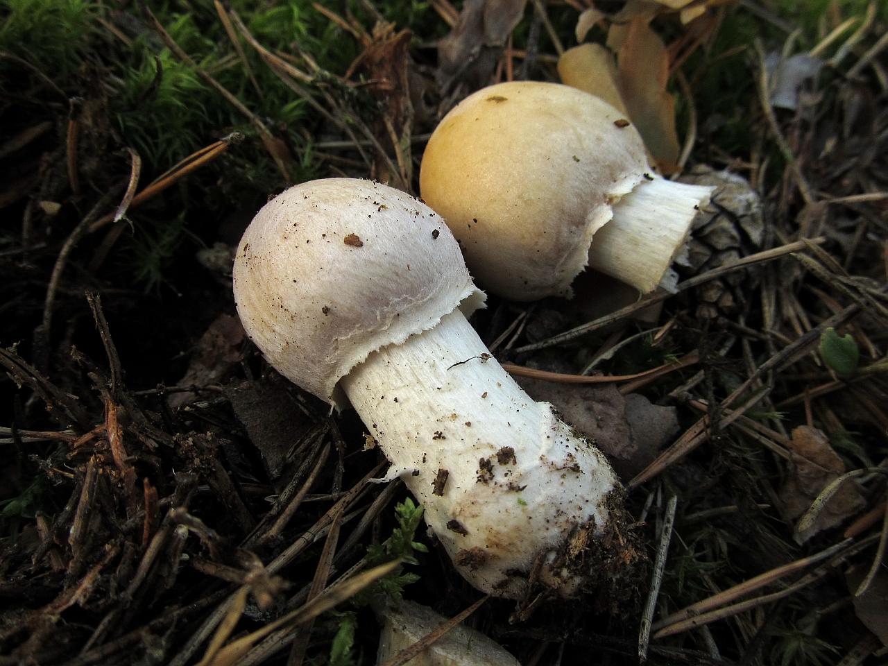 Cortinarius caperatus
