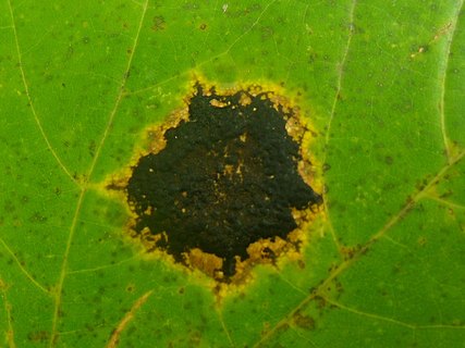 Rhytisma acerinum AMF 20171008-03