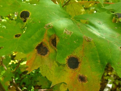 Rhytisma acerinum AMF 20171008-04