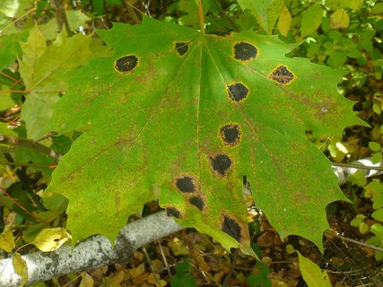 Rhytisma acerinum AMF 20171008-05