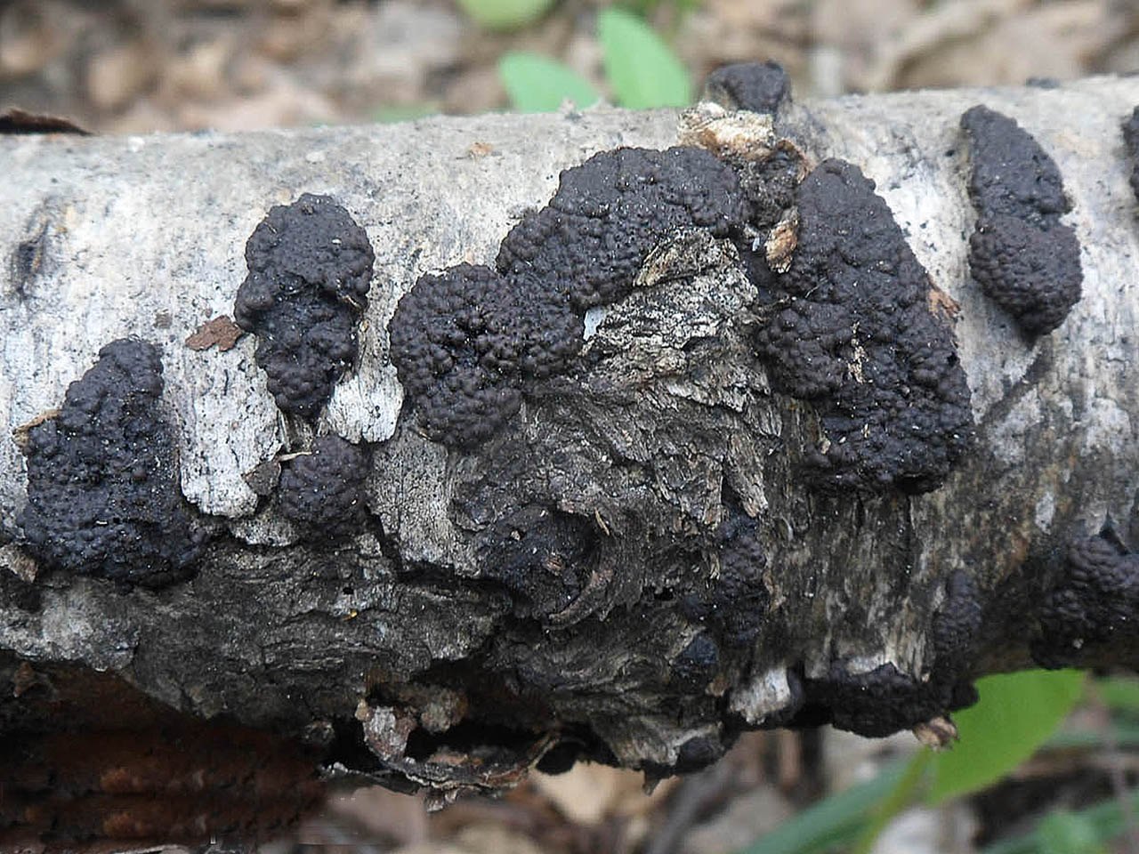 Jackrogersella multiformis