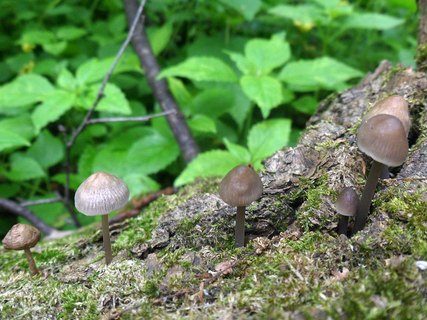 Mycena polygramma AMF 20170608-01