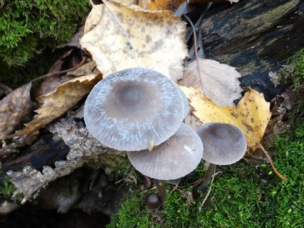 Mycena polygramma AMF 20171017-08
