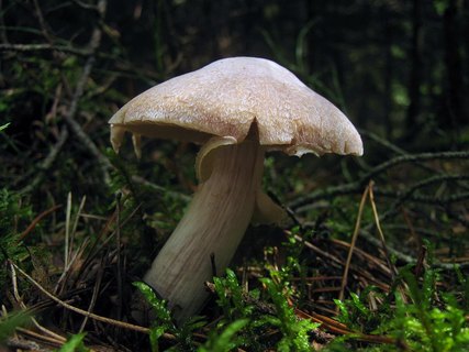 Cortinarius caperatus