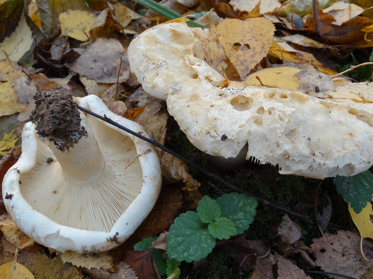 Russula delica AMF 20171017-01