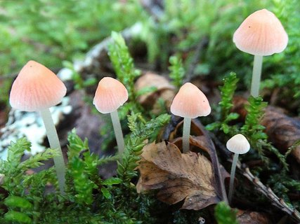 Atheniella adonis AMF 20140904-01