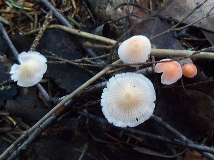 Atheniella adonis AMF 20170705-02