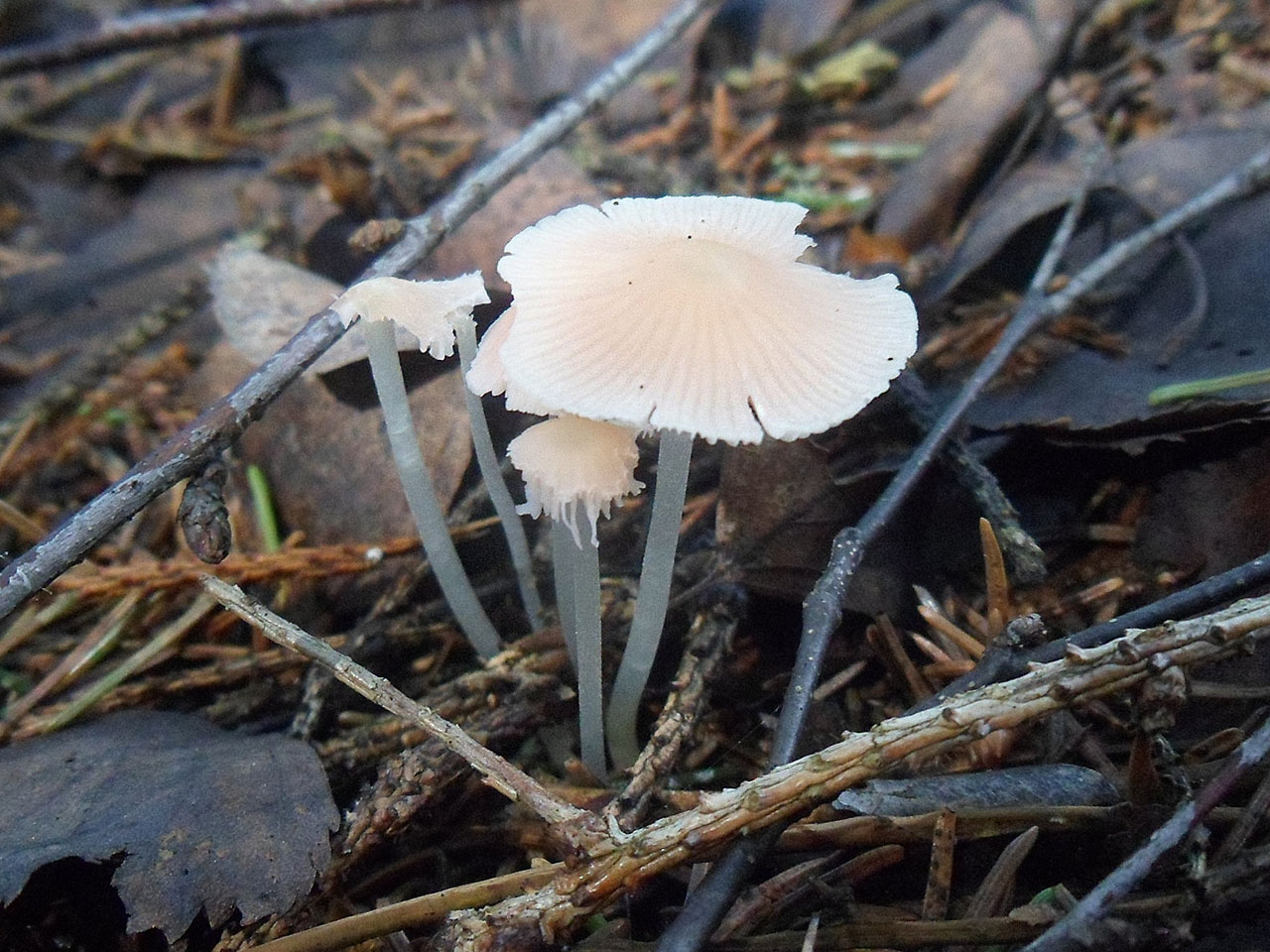Atheniella adonis AMF 20170705-03