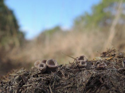 Poronia punctata HAJ 20171222-01