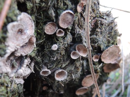 Poronia punctata HAJ 20171222-02