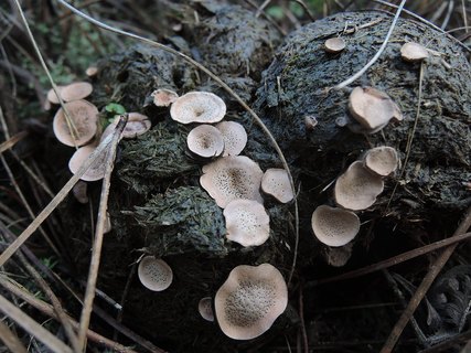 Poronia punctata HAJ 20171222-03
