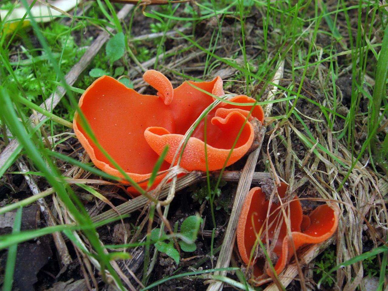 Aleuria aurantia