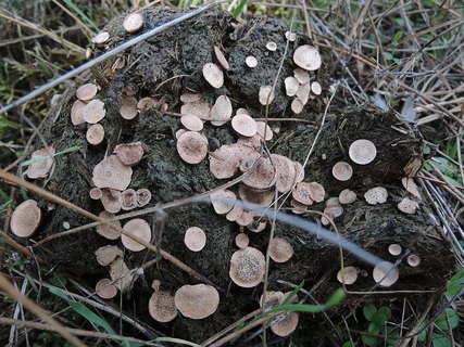 Poronia punctata HAJ 20171222-04