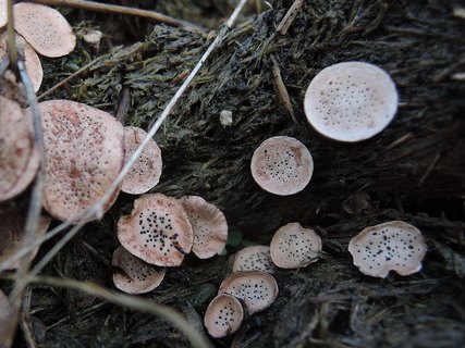 Poronia punctata HAJ 20171222-05