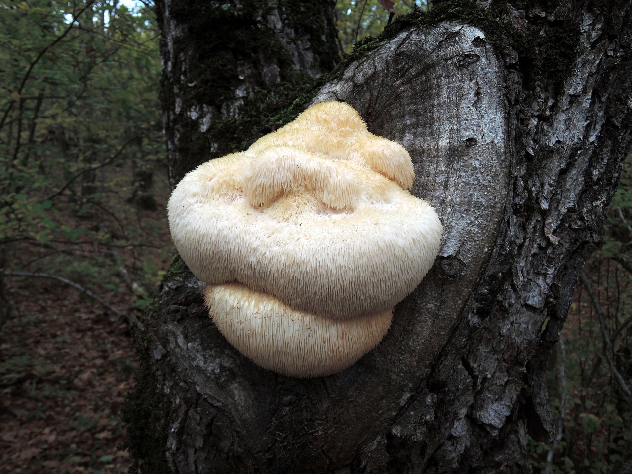 Hericium erinaceus HAJ 20161021-01