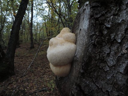 Hericium erinaceus HAJ 20161021-02