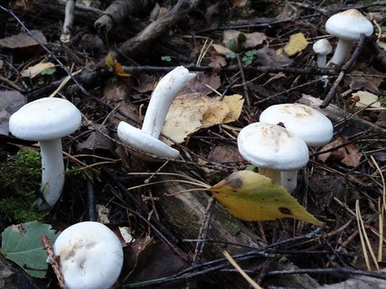 Tricholoma stiparophyllum AMF 20120810-01