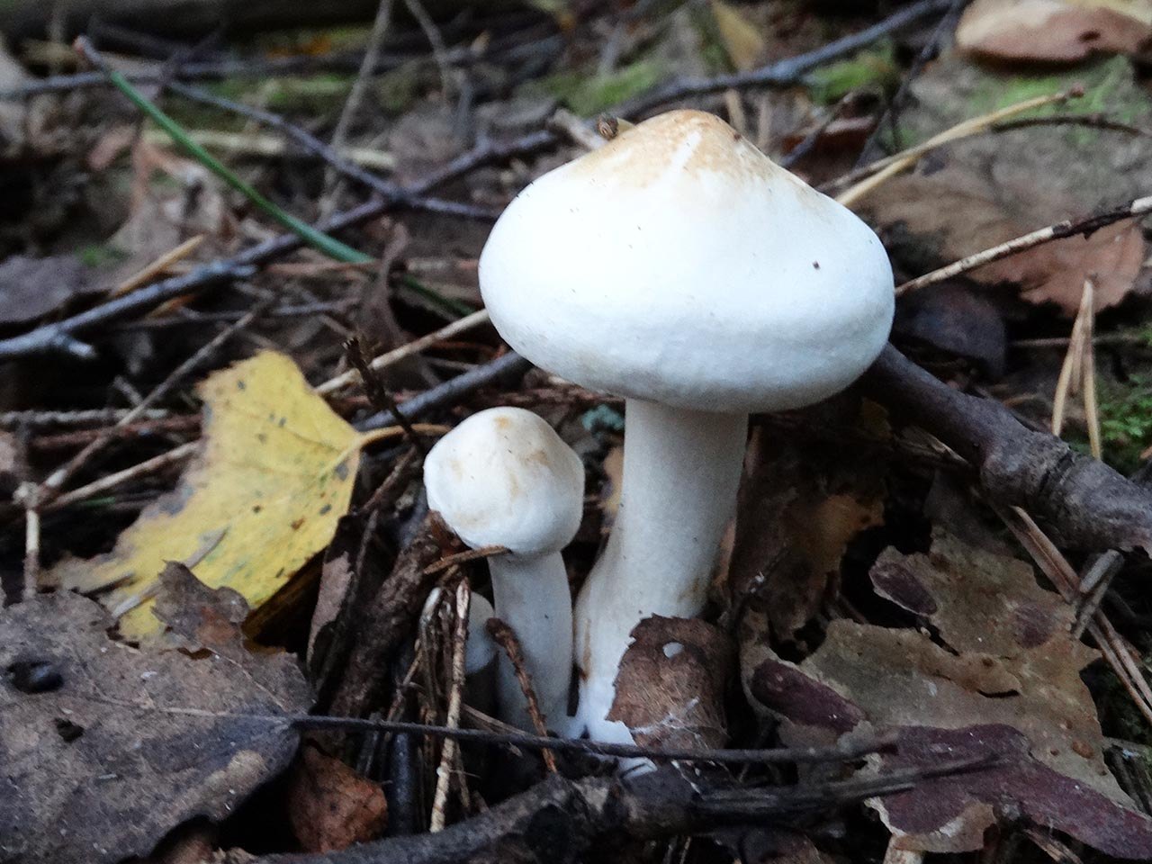 Tricholoma stiparophyllum