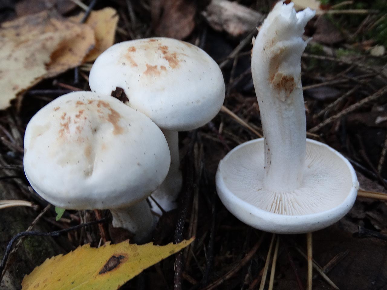 Tricholoma stiparophyllum AMF 20120810-03