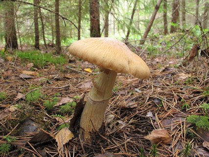 Cortinarius caperatus