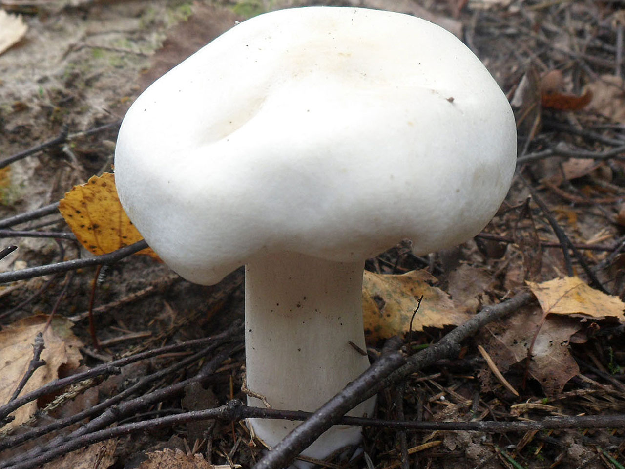 Tricholoma stiparophyllum AMF 20120810-06