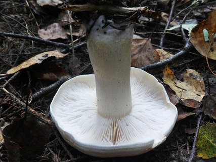 Tricholoma stiparophyllum AMF 20120810-07
