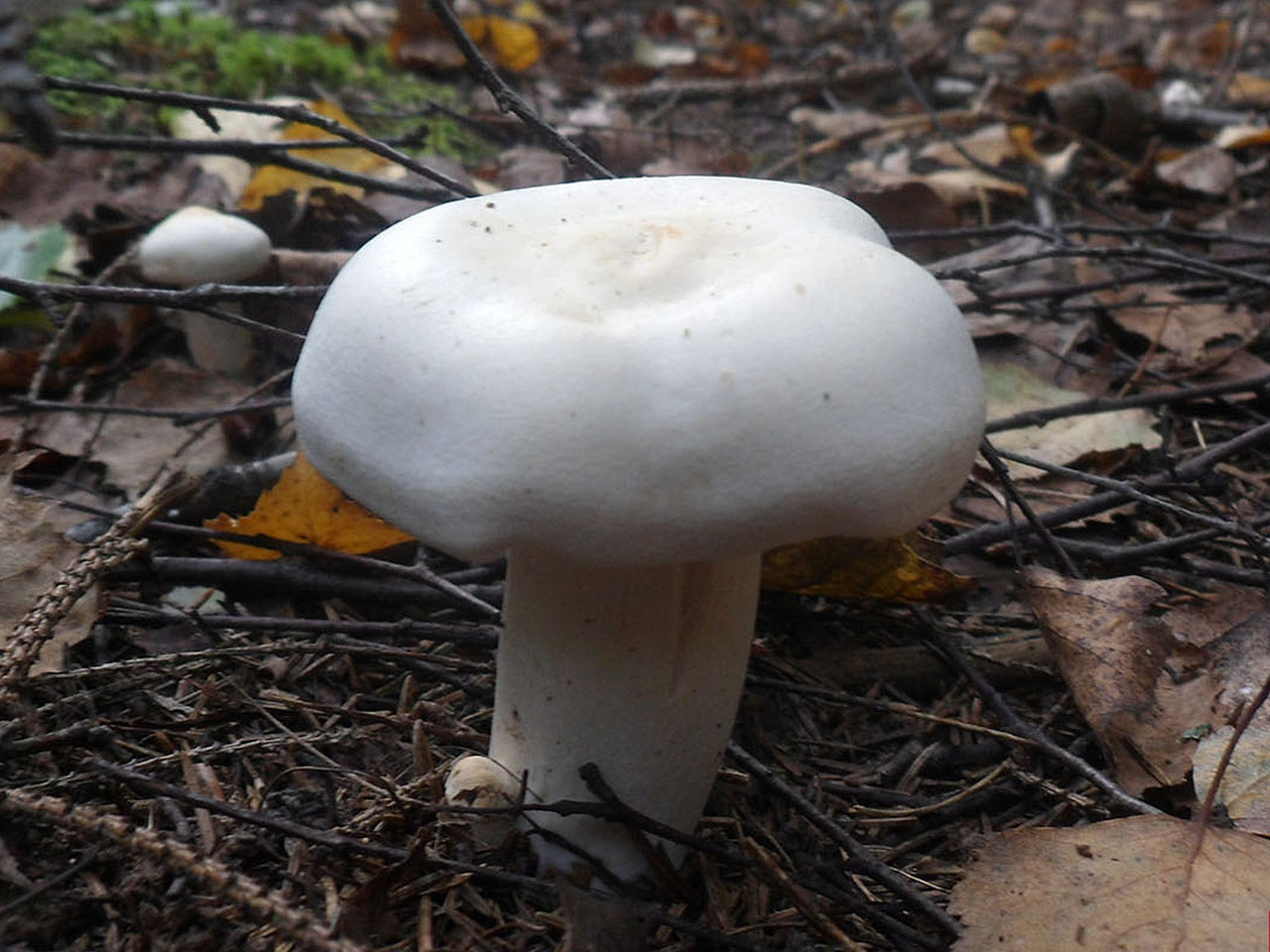 Tricholoma stiparophyllum AMF 20120810-09