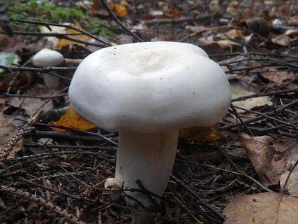Tricholoma stiparophyllum AMF 20120810-09