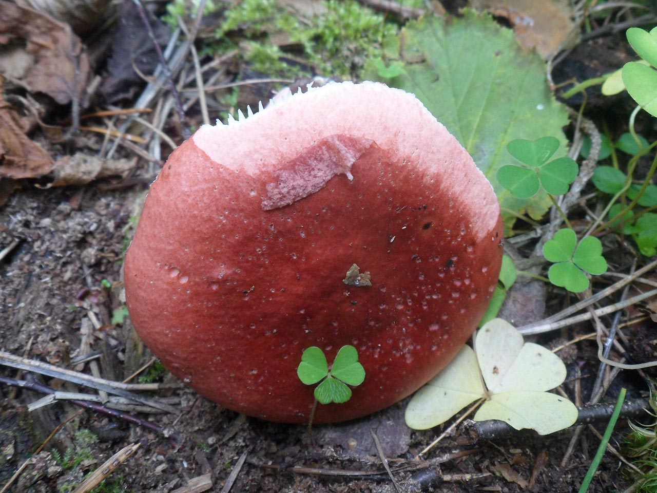 Russula rosea AMF 20170904-03