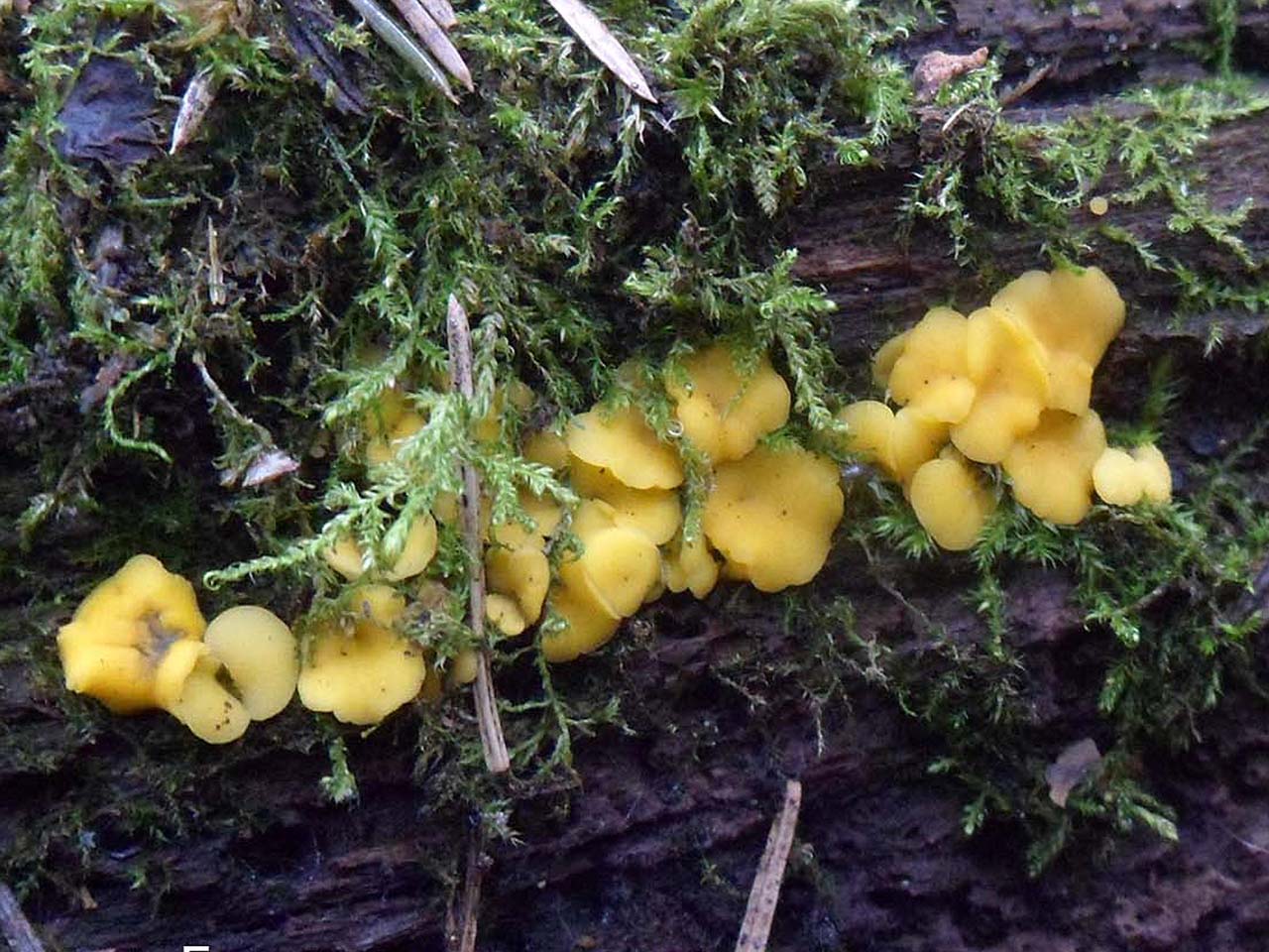 Bisporella citrina AMF 20160916-07