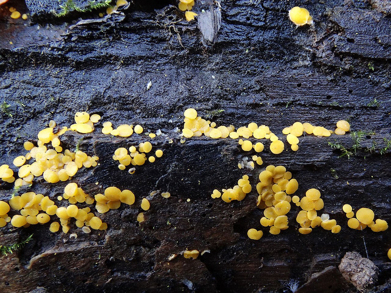 Bisporella citrina AMF 20171108-01