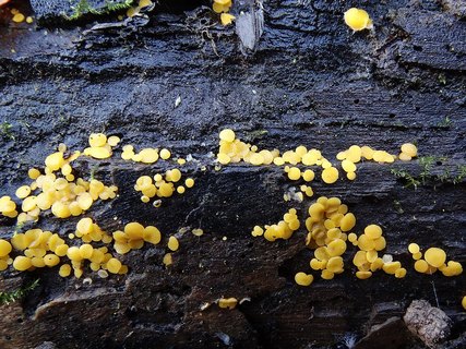 Bisporella citrina AMF 20171108-01