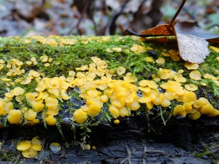 Bisporella citrina AMF 20171118-04