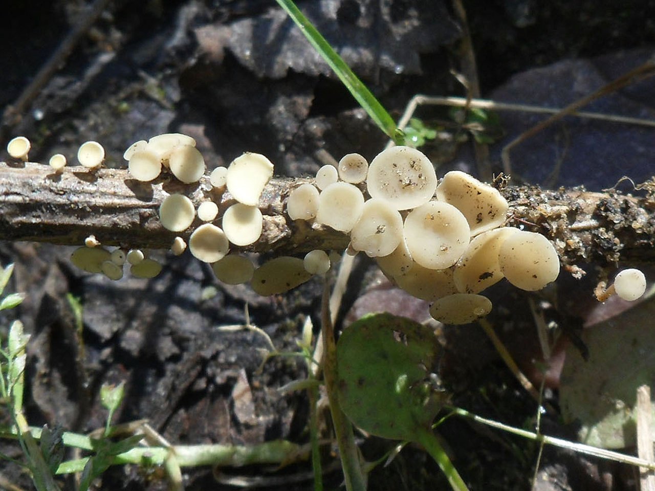 Hymenoscyphus herbarum