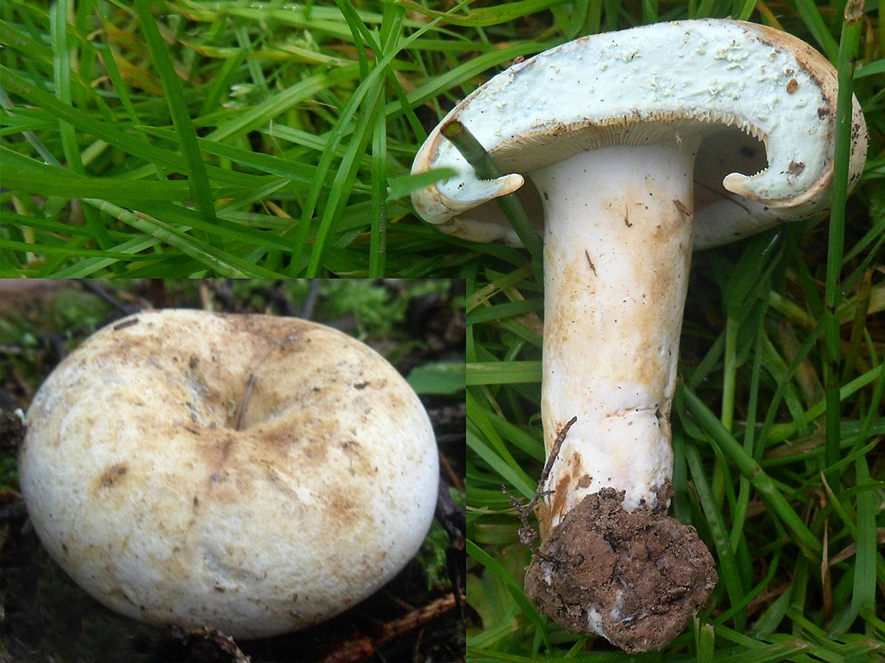 Lactifluus glaucescens AMF 20160818-01