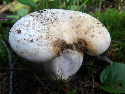 Lactifluus glaucescens AMF 20160821-03