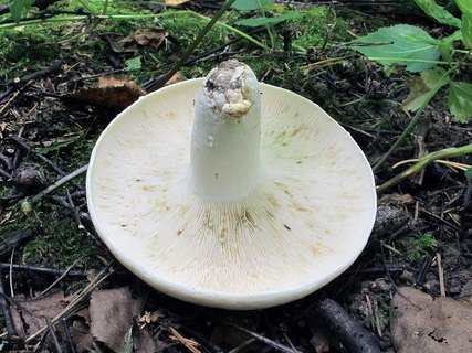 Lactifluus glaucescens MVK 20130817-02