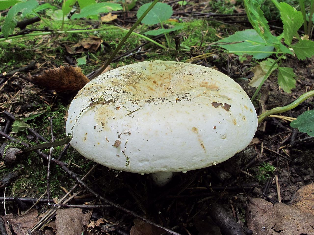 Lactifluus glaucescens MVK 20130817-01