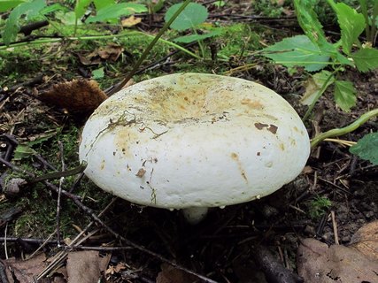 Lactifluus glaucescens MVK 20130817-01