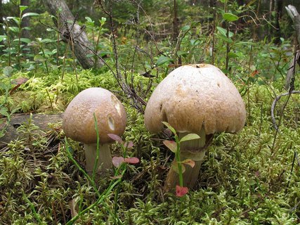 Cortinarius caperatus