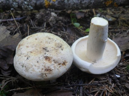 Lactifluus piperatus AMF 20170727-07