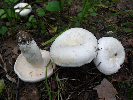 Lactifluus piperatus AMF 20170802-01